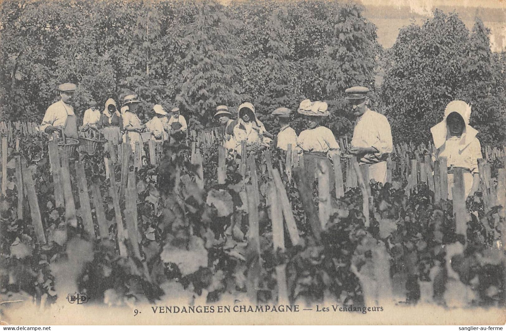 CPA 51 VENDANGES EN CHAMPAGNE / LES VENDANGERUS - Other & Unclassified