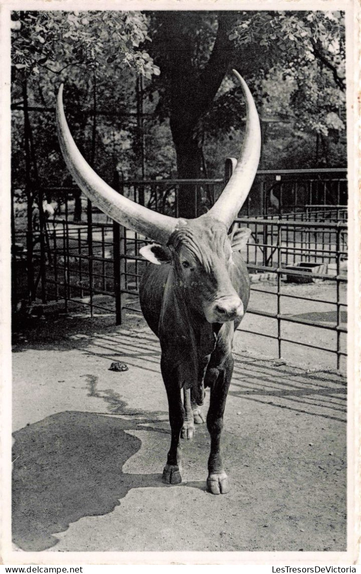 BELGIQUE - Antwerpen - Jardin Zoologique - Boeuf Watussi Du Congo - Carte Postale Ancienne - Antwerpen