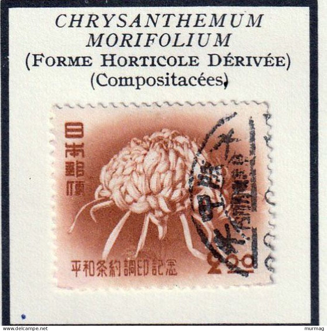 JAPON - Fleurs, Flowers, Chrysanthème - Y&T N° 485 - 1951 - Oblitéré - Used Stamps