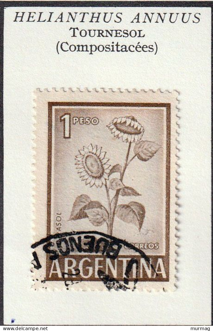 ARGENTINE - Fleur, Flower, Tournesol - 1962 - Oblitéré - Oblitérés