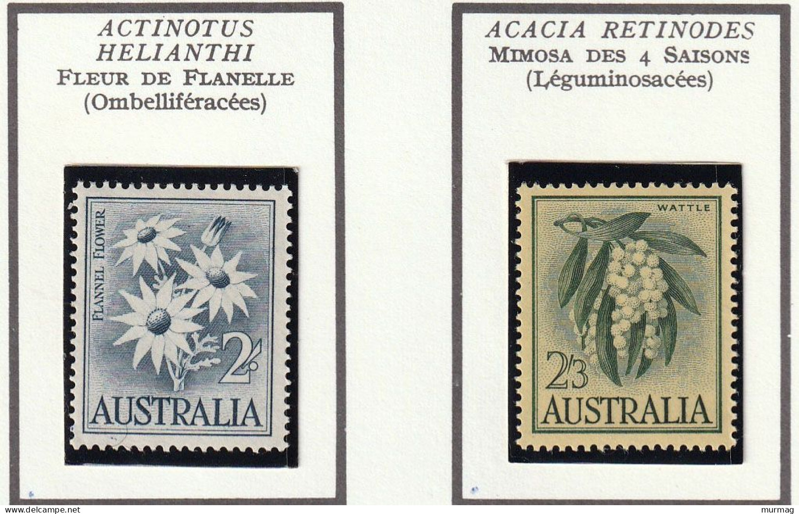 AUSTRALIE - Fleurs, Flowers, Mimosa, Waratah, Fleur De Flanelle - Y&T N° 256-260 - 1958-60 - MNH - Neufs