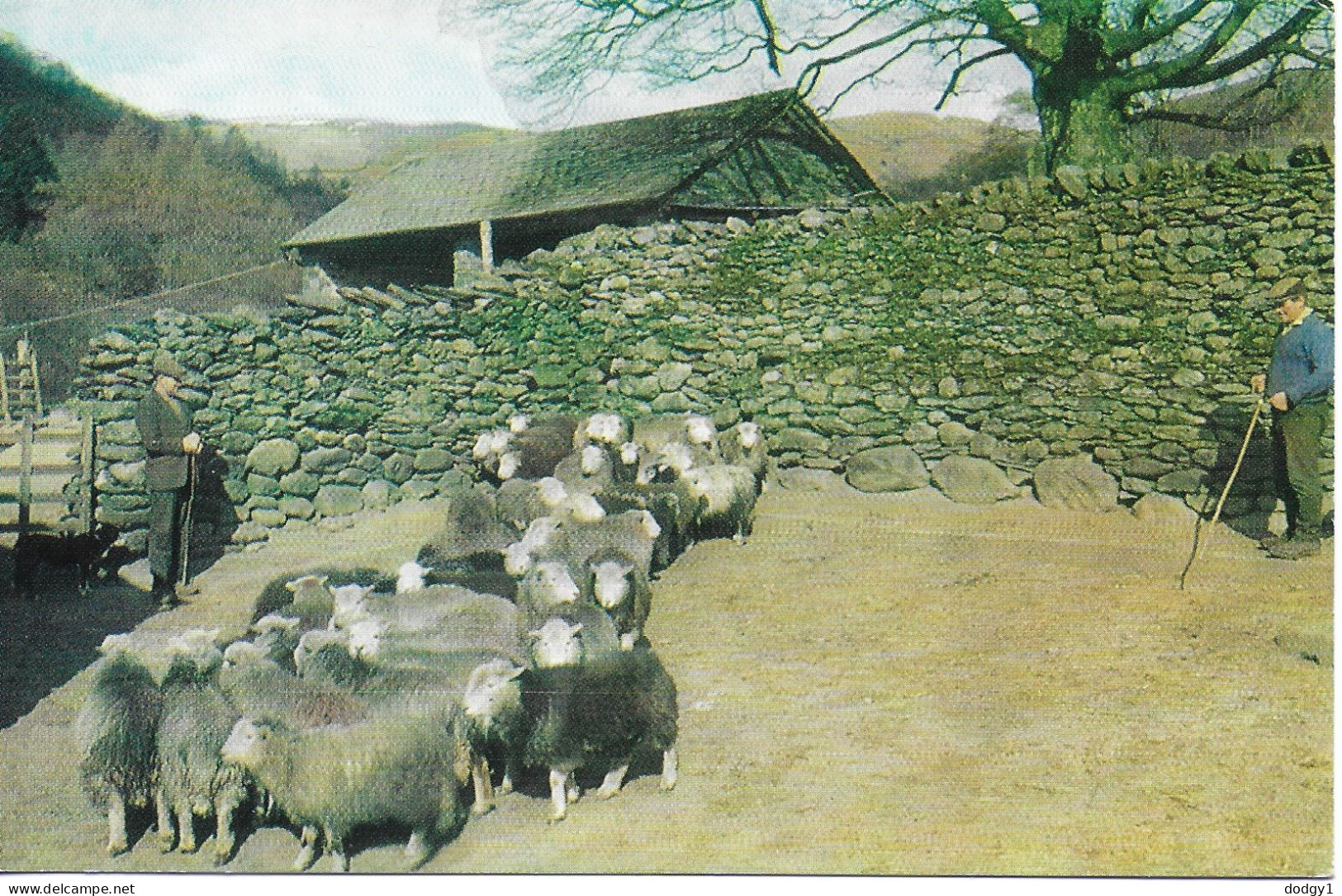 HERDWICK SHEEP, TROUTBECK PARK, WINDERMERE, CUMBRIA, ENGLAND. UNUSED POSTCARD    Wt8 - Windermere