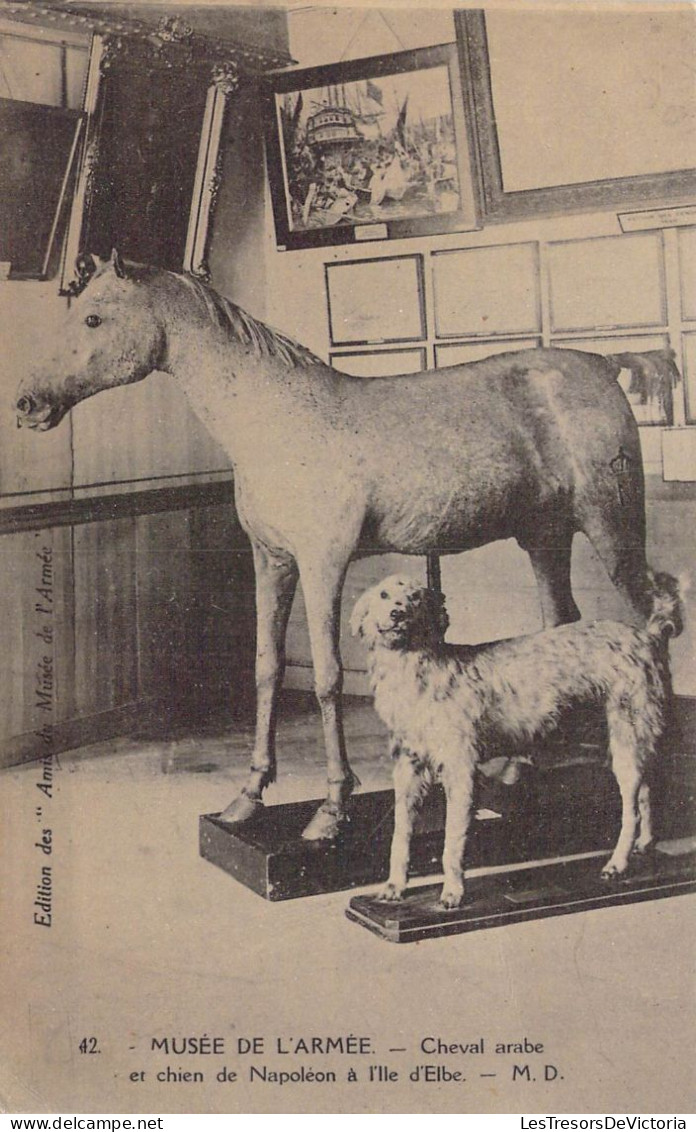 MUSEES - Musée De L'Armée - Cheval Arabe Et Chien De Napoléon à L'Ile D'Elbe - Carte Postale Ancienne - Museum