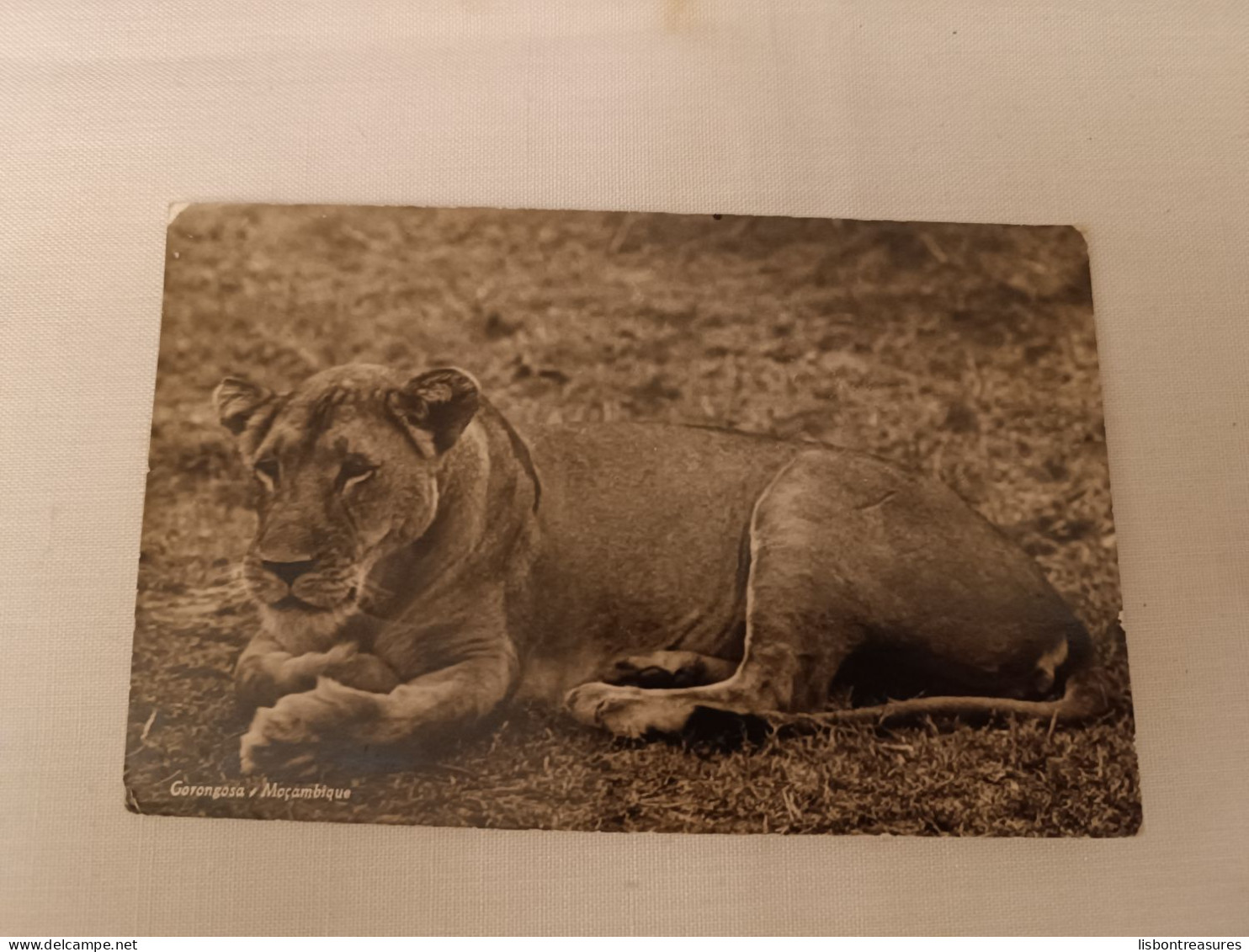 ANTIQUE PHOTO POSTCARD MOZAMBIQUE GORONGOSA - LIONESS RESTING CIRCULATED TO PORTUGAL VILA NERY CANCEL 1962 - Mozambique