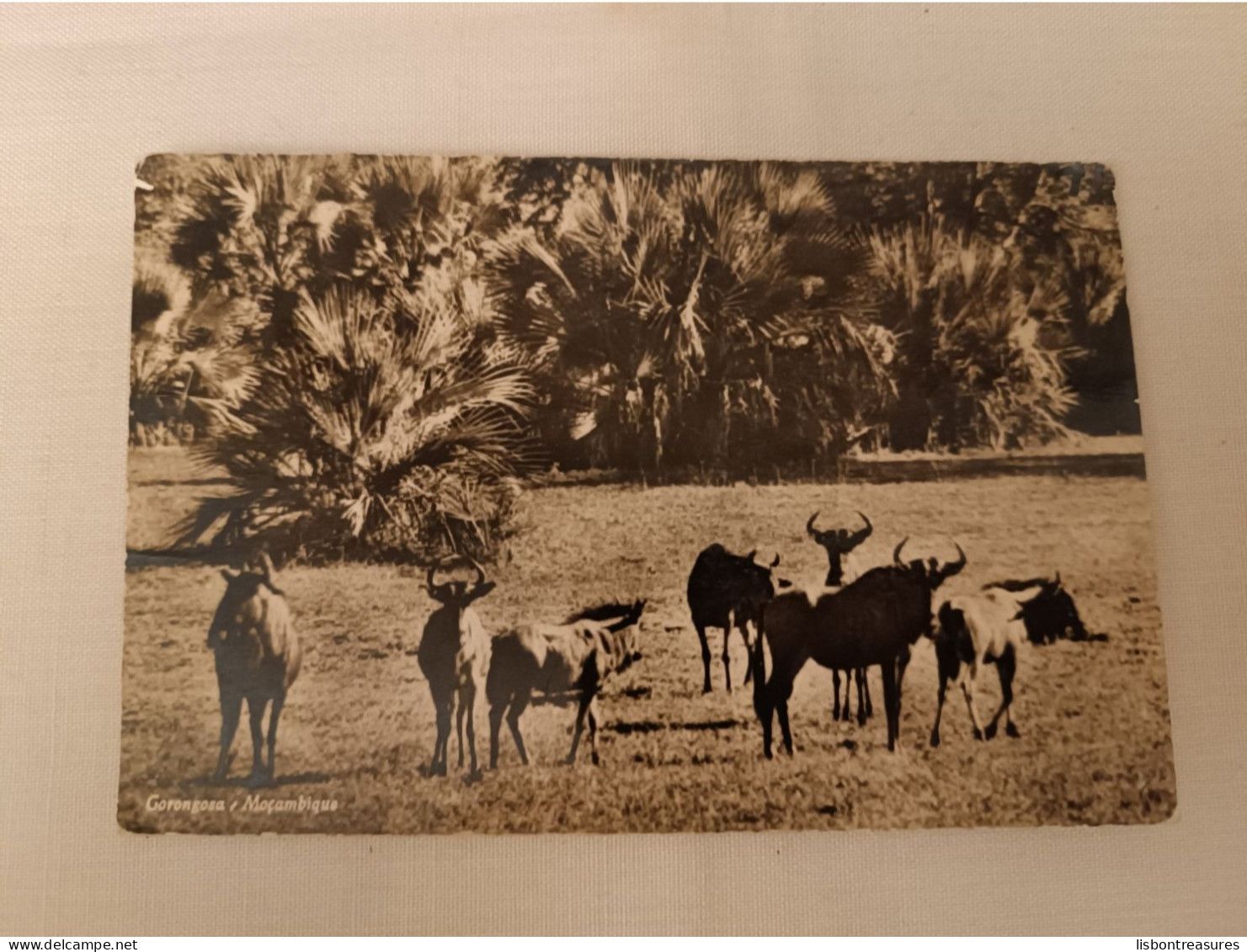 ANTIQUE PHOTO POSTCARD MOZAMBIQUE GORONGOSA - GNUS CIRCULATED TO PORTUGAL 1962 - Mozambique