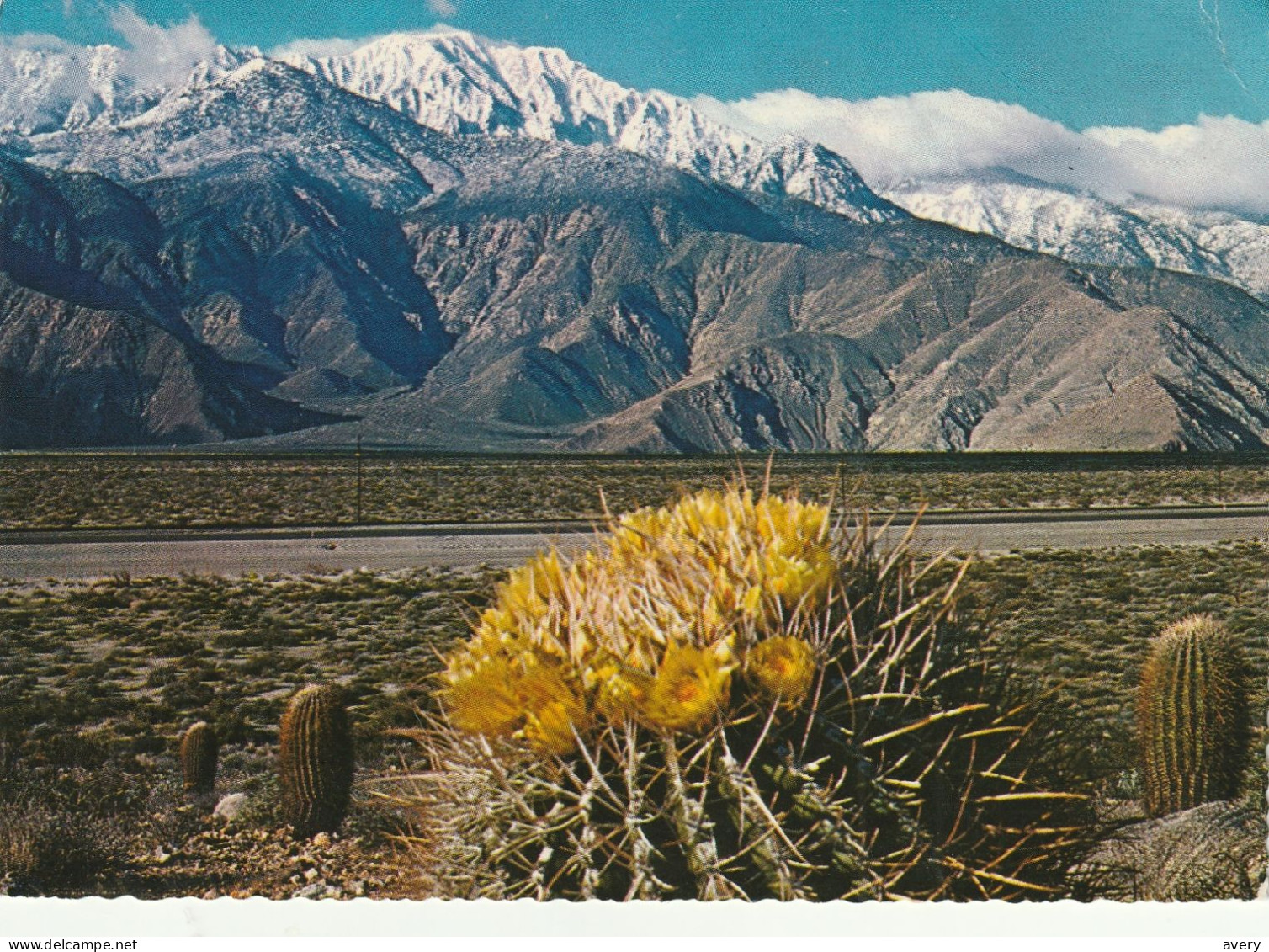 A Springtime Contrast On The Desert Yellow Blossom On A Giant Barrel Cactus - Cactusses