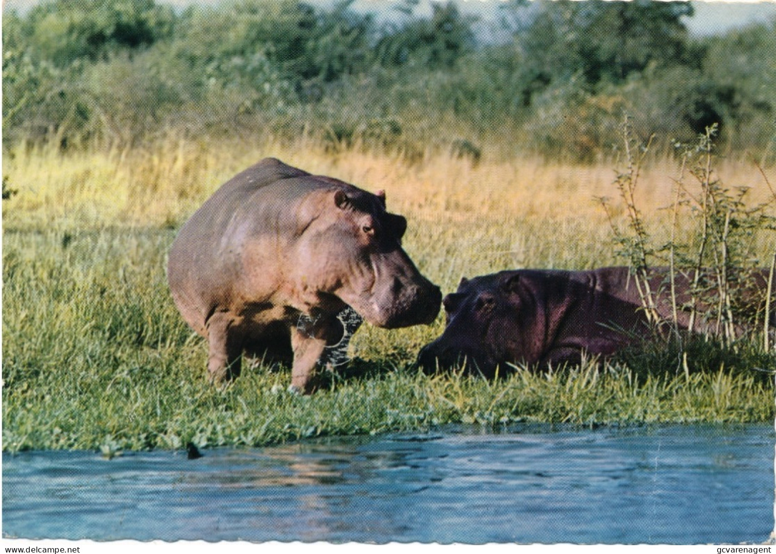 NIJLPAARDEN - Hippopotamuses