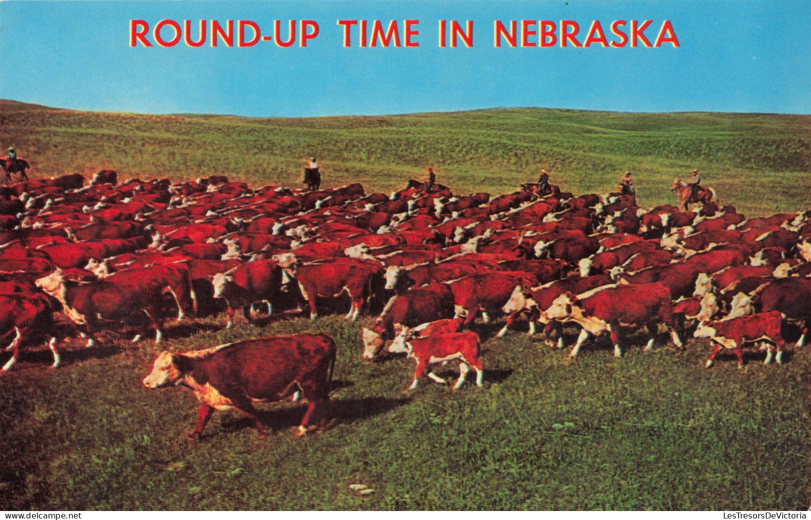 ETATS-UNIS - Nebraska - Troupeaux De Vaches - Round-up Time - Colorisé - Carte Postale Ancienne - Autres & Non Classés