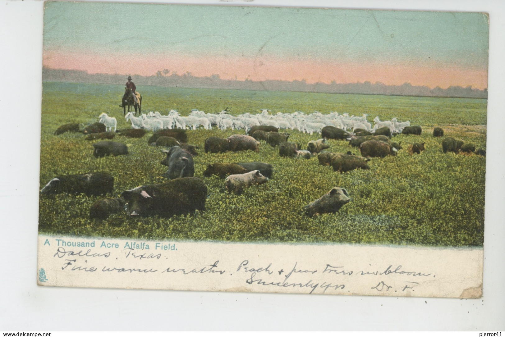 U.S.A - TEXAS - DALLAS -  A Thousand Acre Alfalfa Field  - Edit. RAPHAEL TUCK  N° 2378 - Dallas