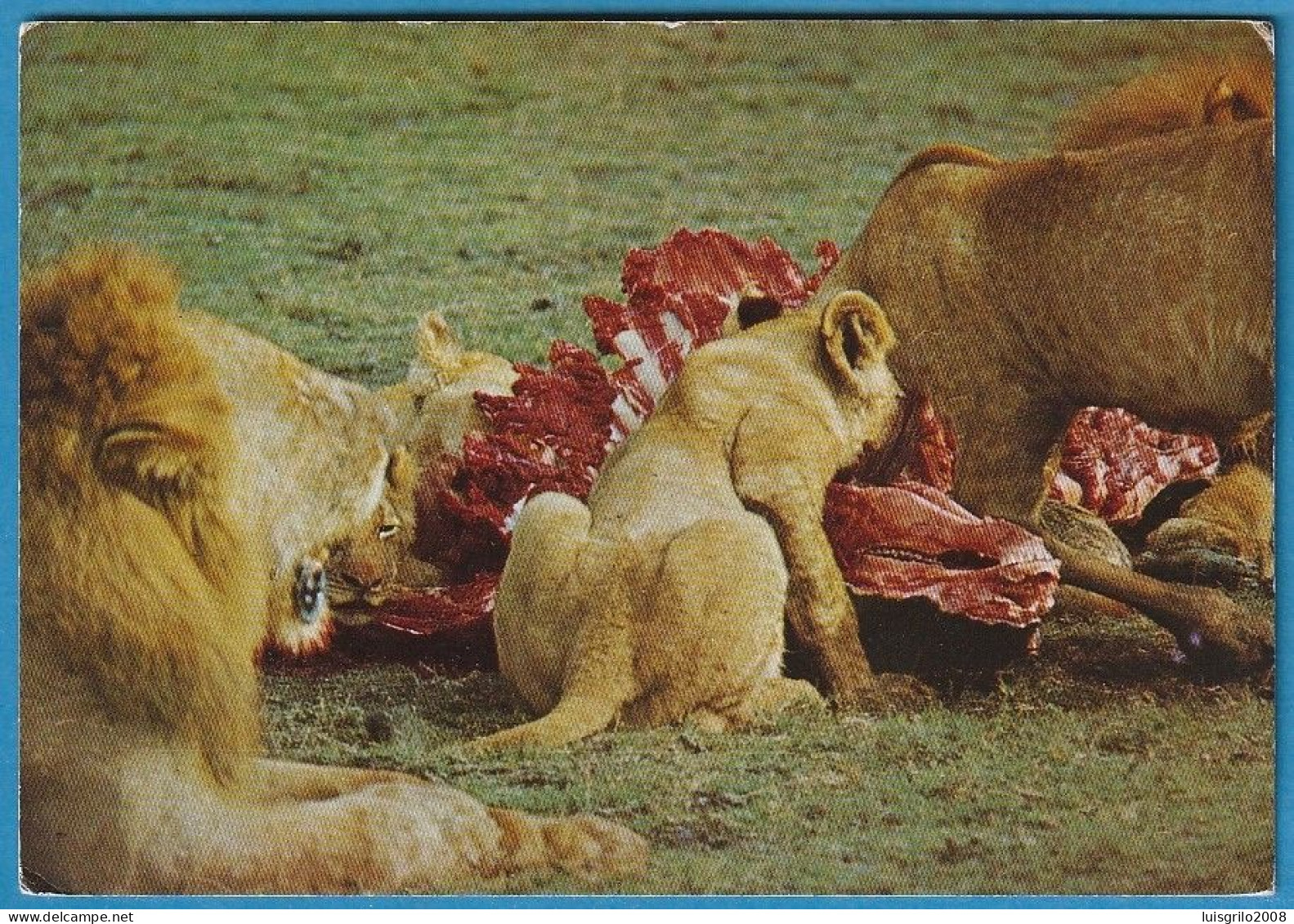 Moçambique - Parque Gorongosa, Leões - Mozambique