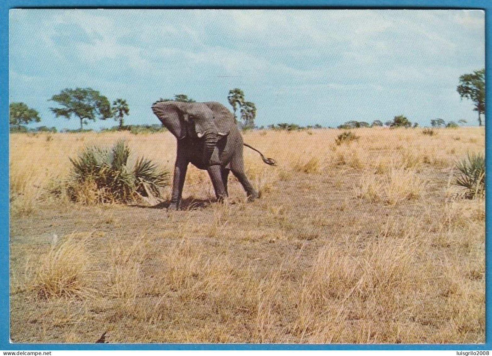 Moçambique - Parque Gorongosa, Elefante - Mozambique