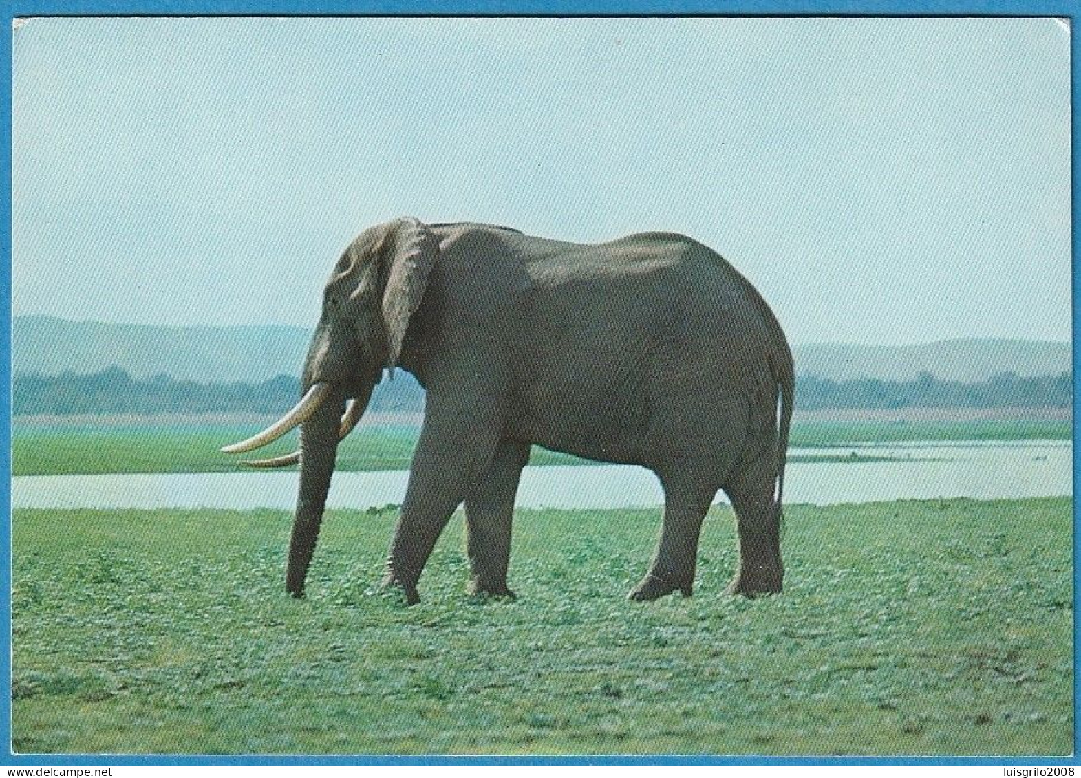 Moçambique - Parque Gorongosa, Elefante - Mozambique