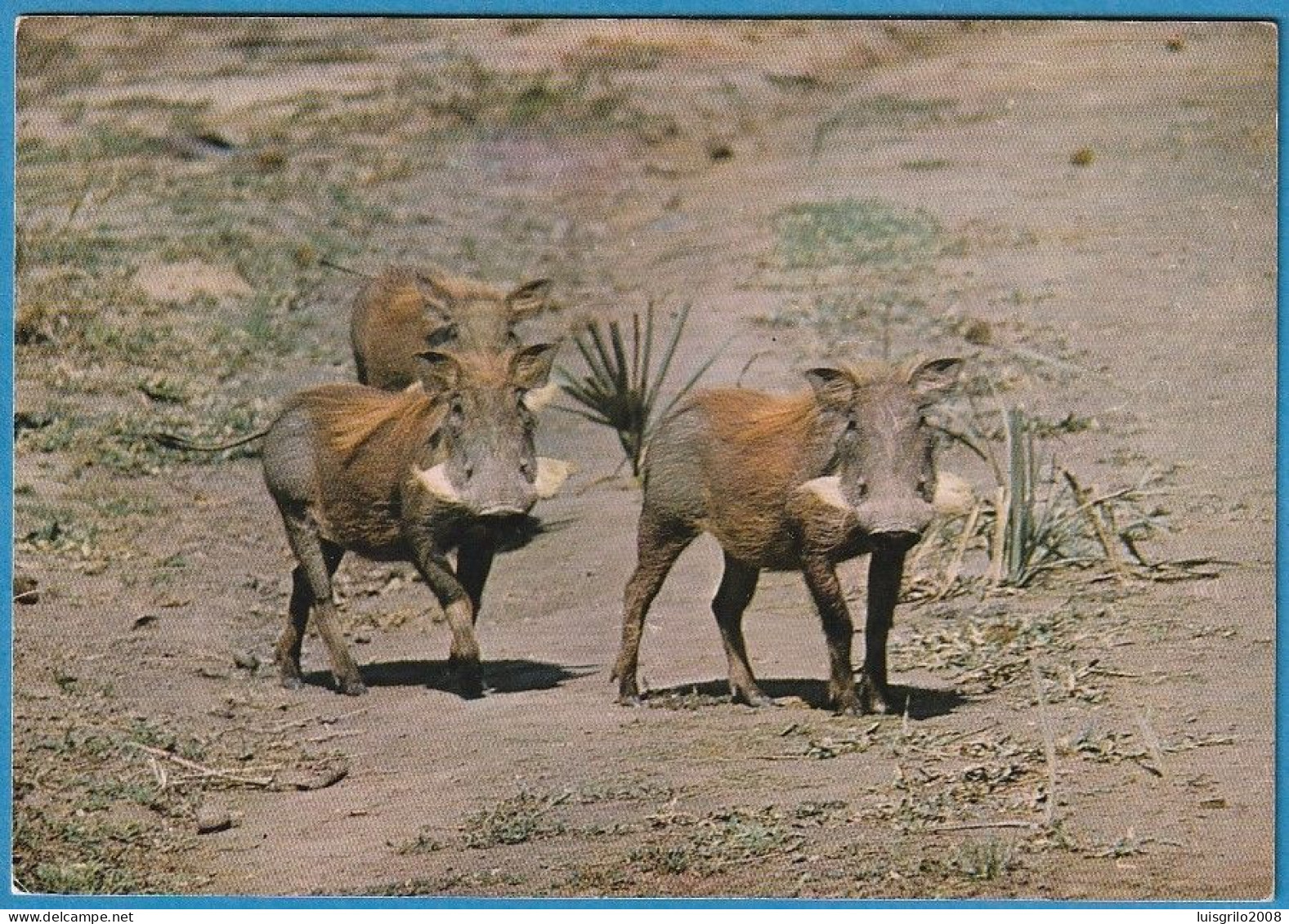 Moçambique - Parque Gorongosa, Javalis - Mozambique