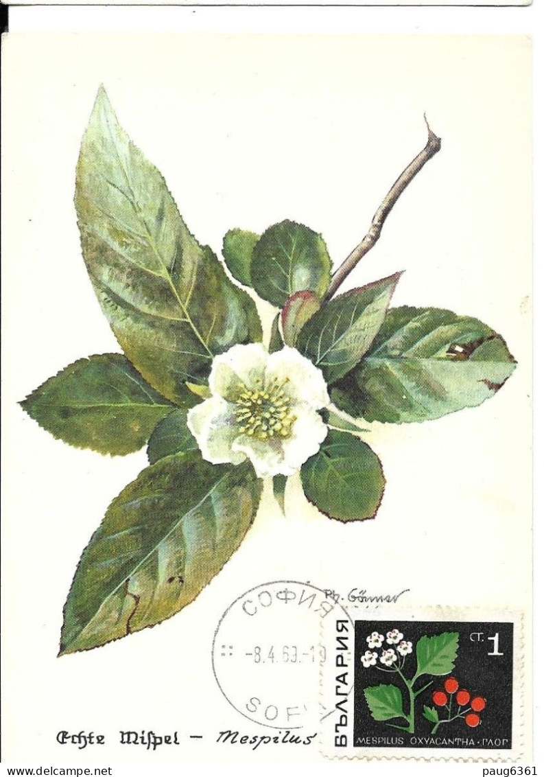 BULGARIE 1968  CARTE MAXIMUM  FLEURS-MESPILUS  YVERT N°1648 - Heilpflanzen