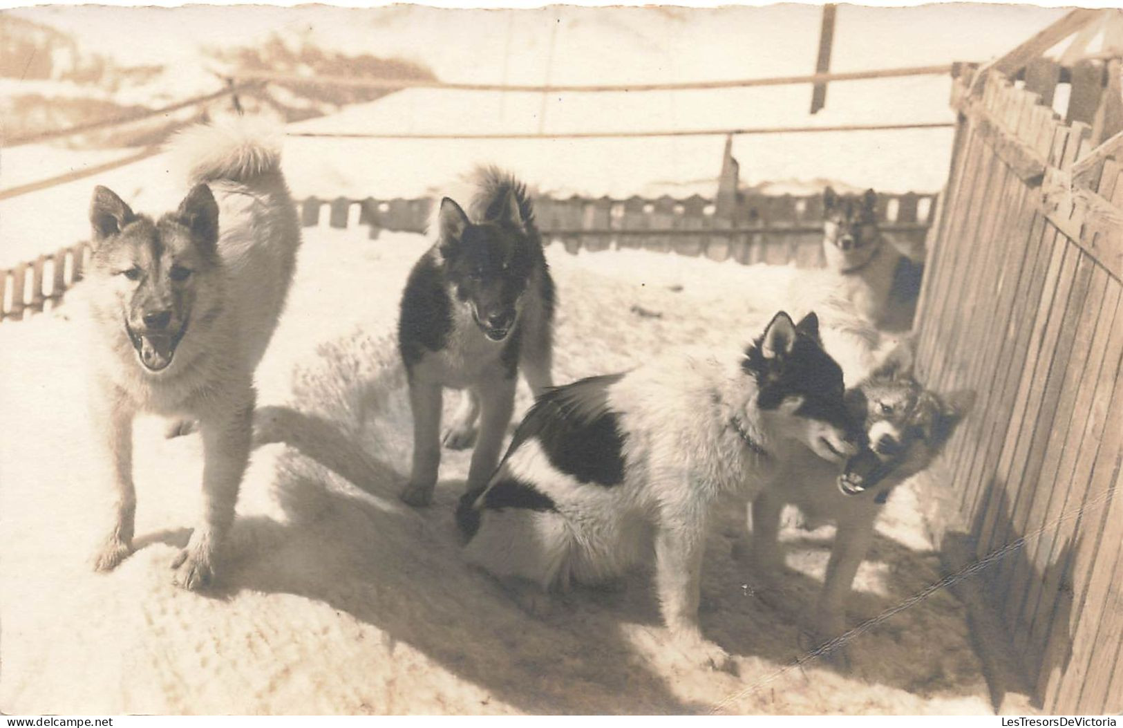 ANIMAUX ET FAUNE - Cinq Chiots Se Chamaillant - Carte Postale Ancienne - Hunde