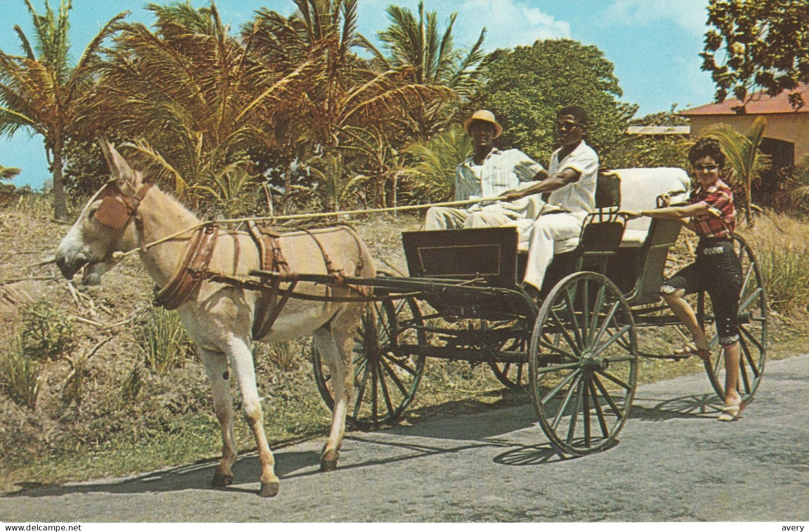 Barbados, West Indies  Old Donkey Drawn Buggy On A Country Road - Barbades
