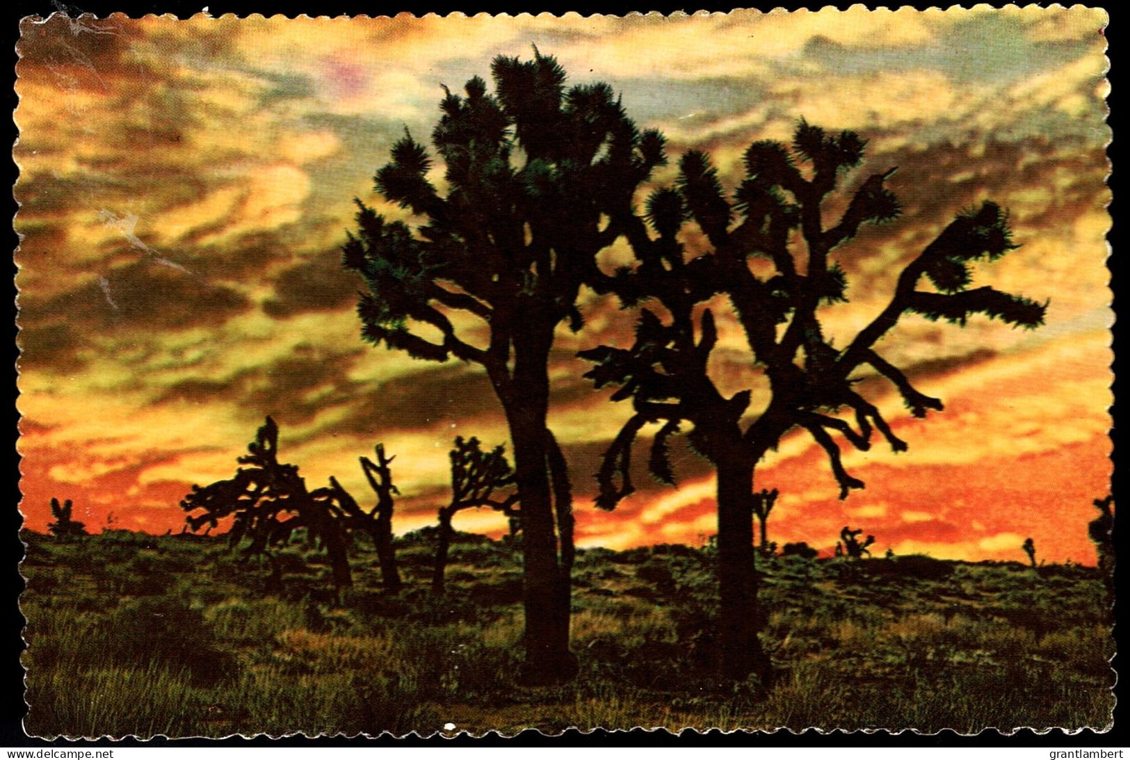 Giant Joshua Trees Against Desert Sunset, Arizona - Unused - Autres & Non Classés
