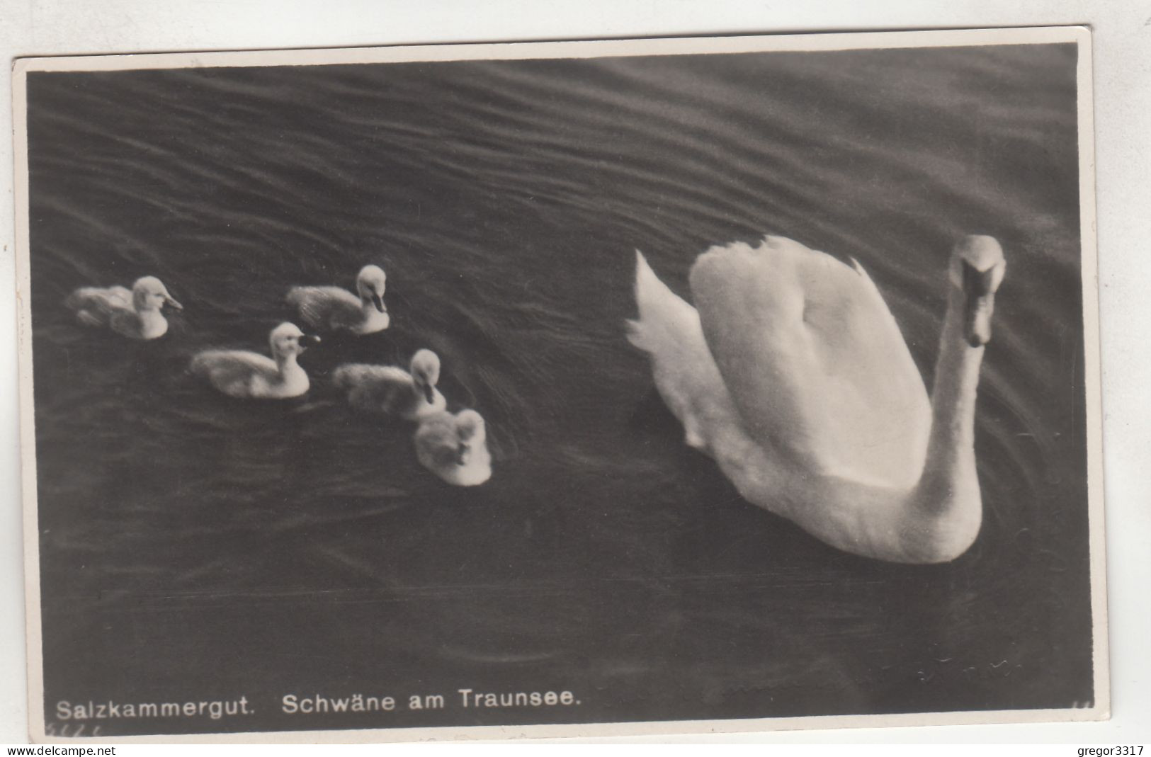 D4163) Salzkammergut SCHWÄNE Am TRAUNSEE - Gel. Gmunden 1934 - Gmunden