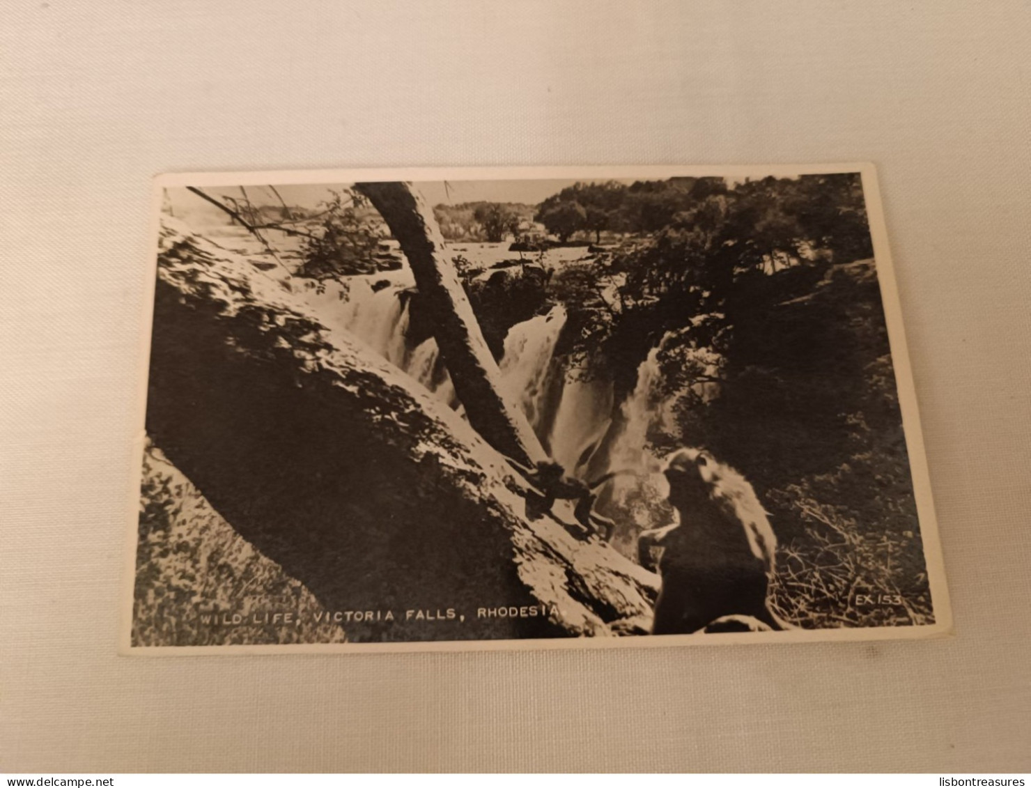 ANTIQUE POSTCARD RHODESIA ZIMBABWE - WILD LIFE VICTORIA FALLS UNUSED - Zimbabwe