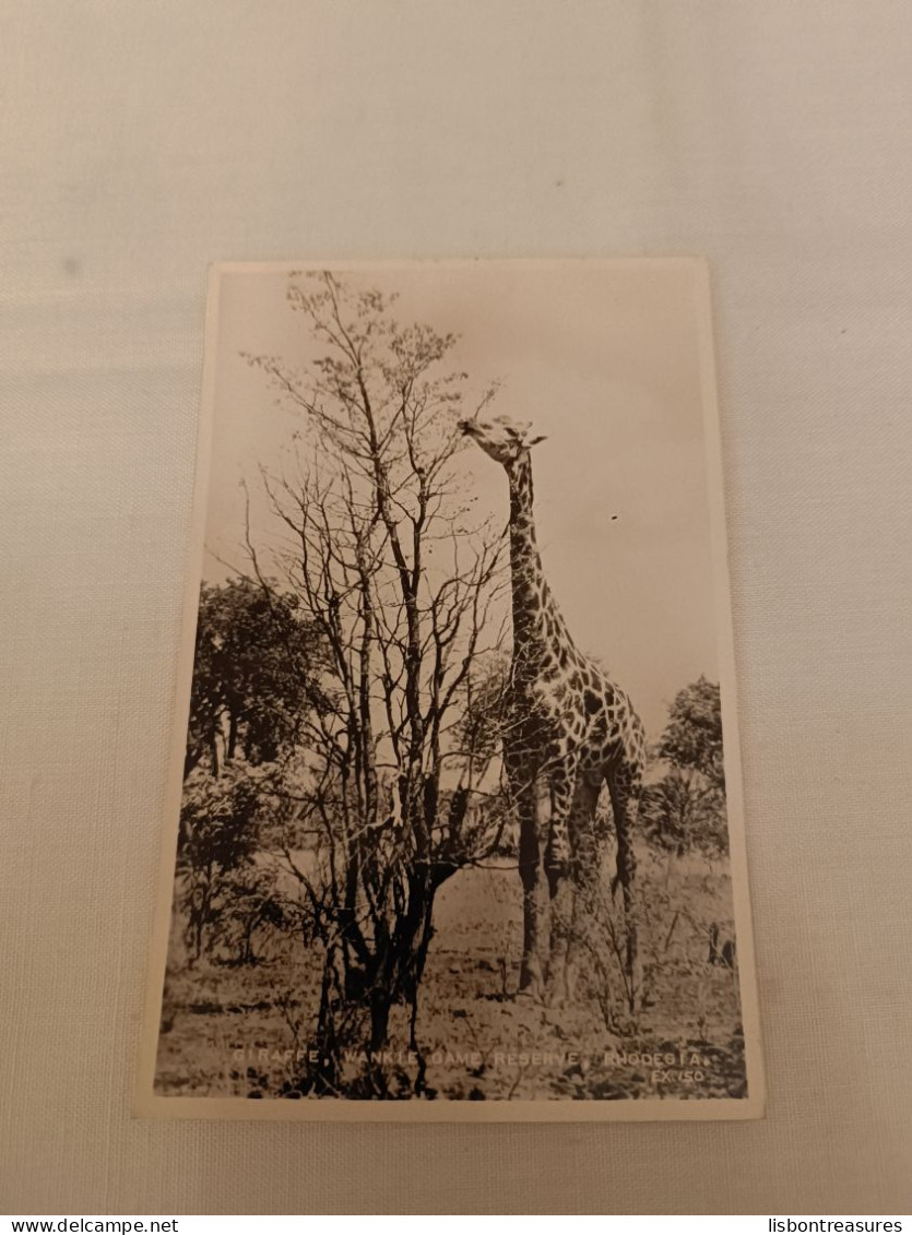 ANTIQUE POSTCARD RHODESIA ZIMBABWE - GIRAFFE WANKIE GAME RESERVE UNUSED - Zimbabwe