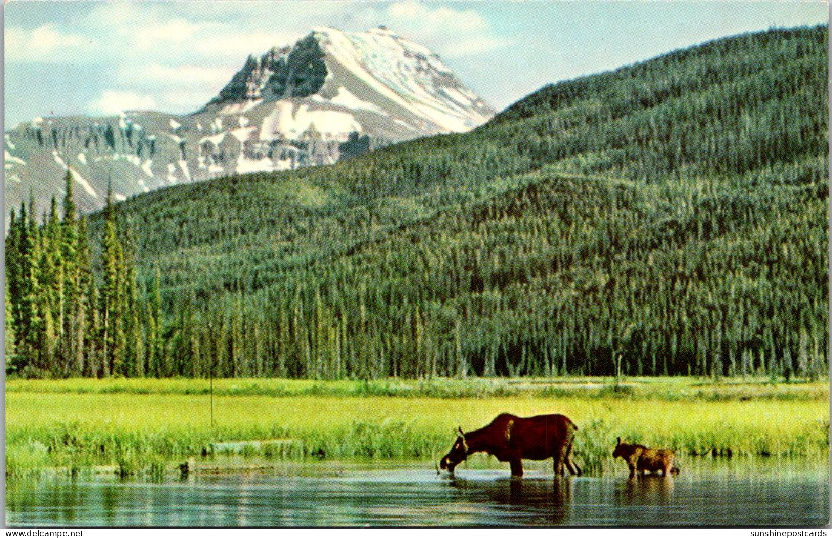 Canada Canadian Rockies Moose And Calf - Other & Unclassified