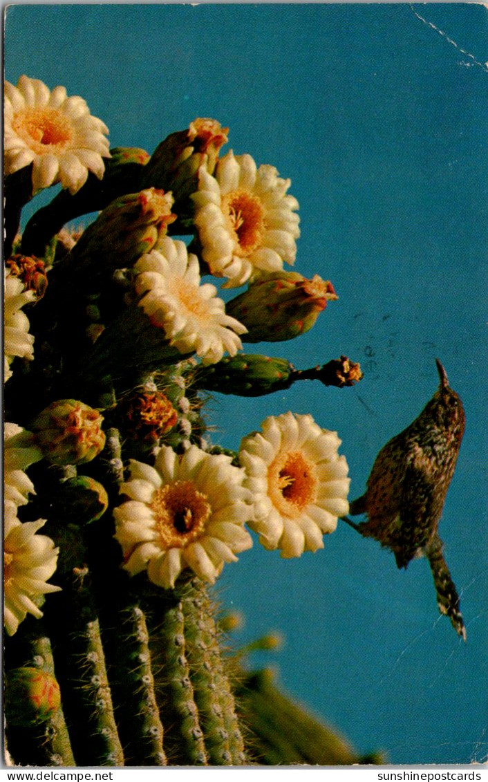 Arizona State Bird And Flower Cactus Wren And Saguaro Blossoms 1967 - Autres & Non Classés