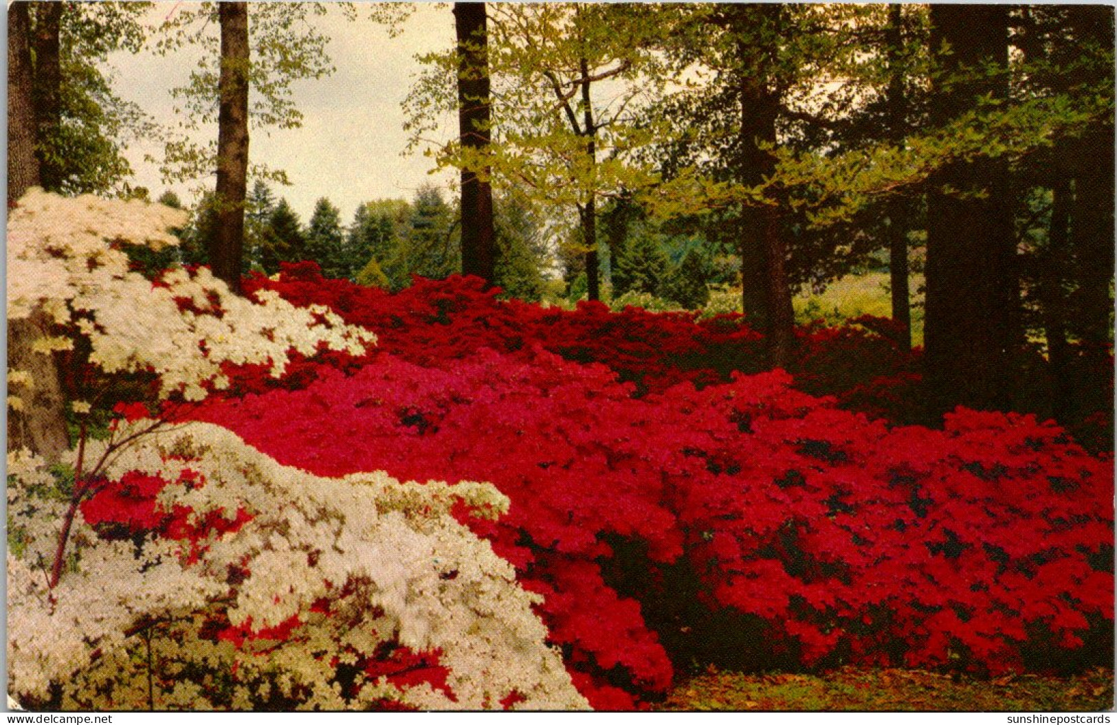Delaware Winterthur The Winterthur Gardens Of Mr And Mrs Henry Francis Du Pont Azaleas In Bloom - Other & Unclassified