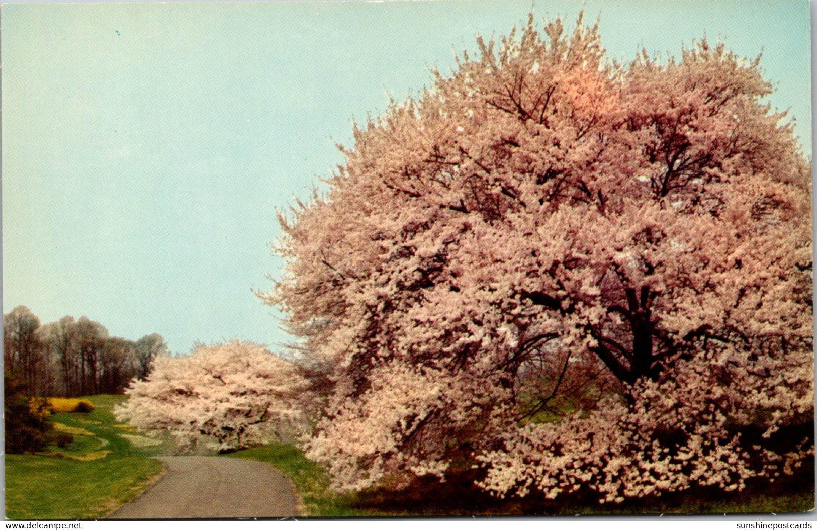 Delaware Winterthur The Winterthur Gardens Of Mr And Mrs Henry Francis Du Pont Cherry Tree Blossoms - Other & Unclassified