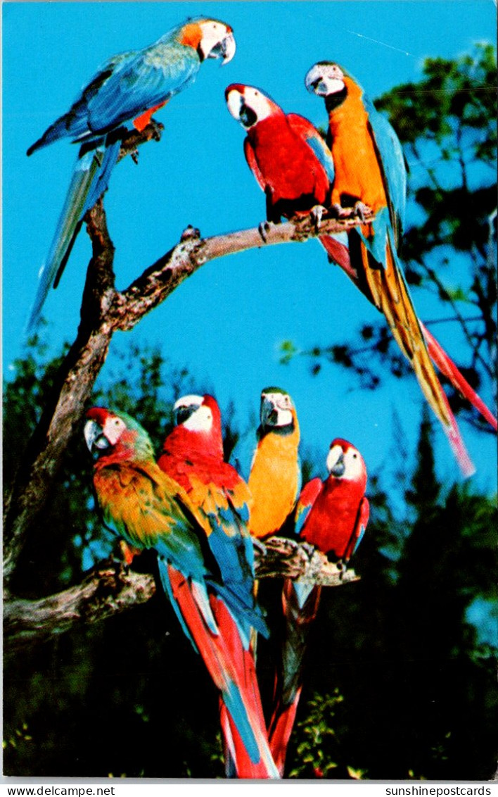 Florida Miami Parrot Jungle Colorful Macaws - Miami