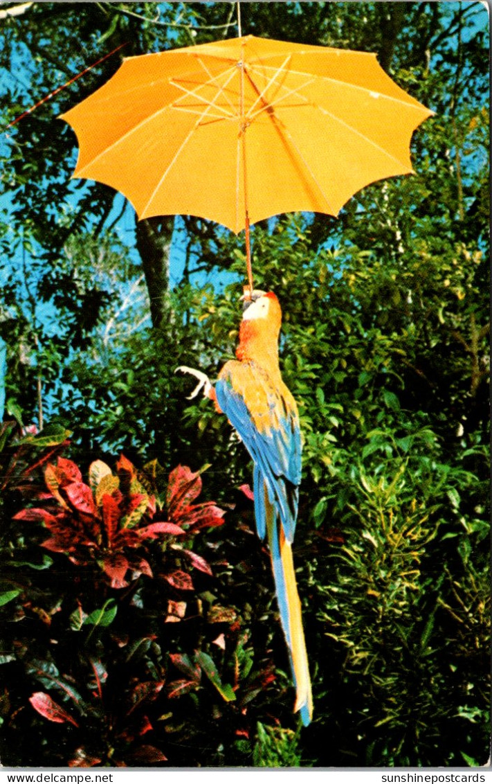 Florida Miami Parrot Jungle Macaw "Bonino" With Umbrella - Miami