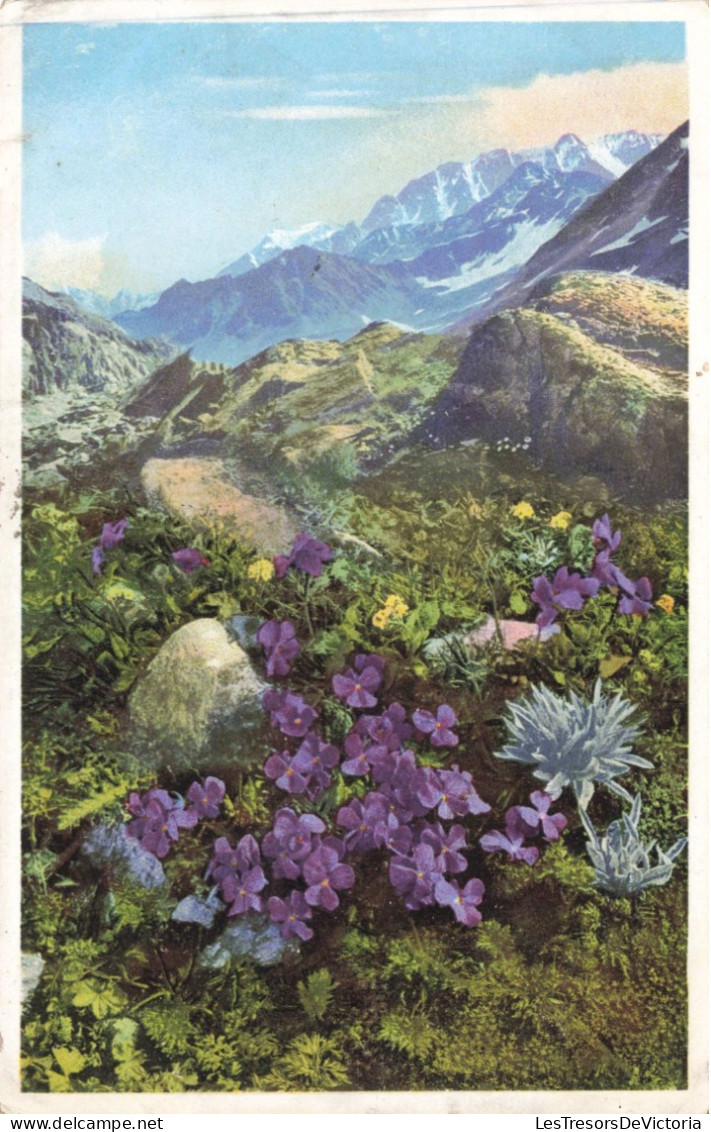 SUISSE - Viola Calcarata (Gesporntes Veilchen) Am Gr St Bernhard - Carte Postale Ancienne - Autres & Non Classés