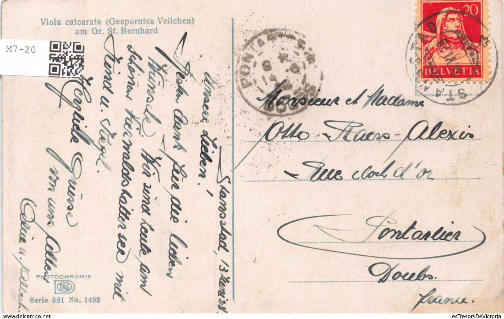 SUISSE - Viola Calcarata (Gesporntes Veilchen) Am Gr St Bernhard - Carte Postale Ancienne - Autres & Non Classés