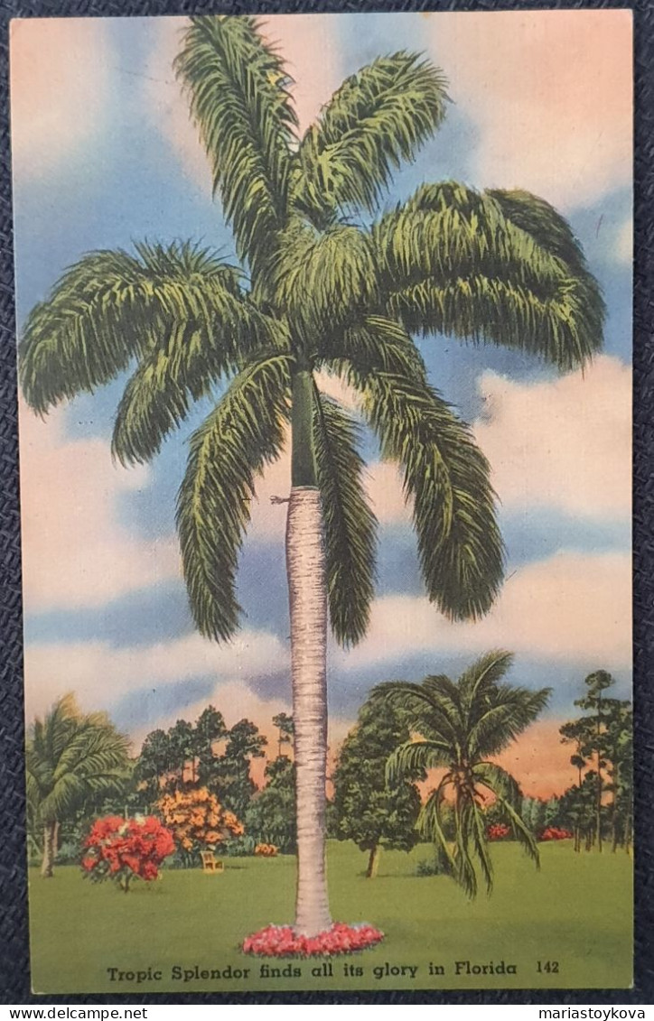 USA.Florida.Vintage C1940er Postkarte Palme Tropische Pracht Findet All Seinen Ruhm In Florida - St Petersburg