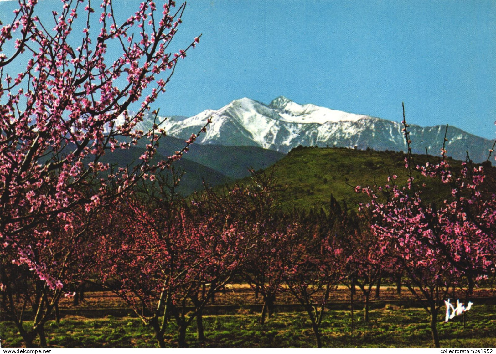 ROUSSILLON, LE CANIGOU, PYRENEES ORIENTALES, MOUNTAIN, FLOWERS, GARDEN, FRANCE - Roussillon