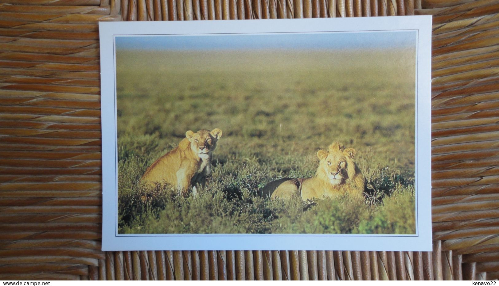 Kenya , Lions Dans Le Marc De Masaï Mara - Kenya