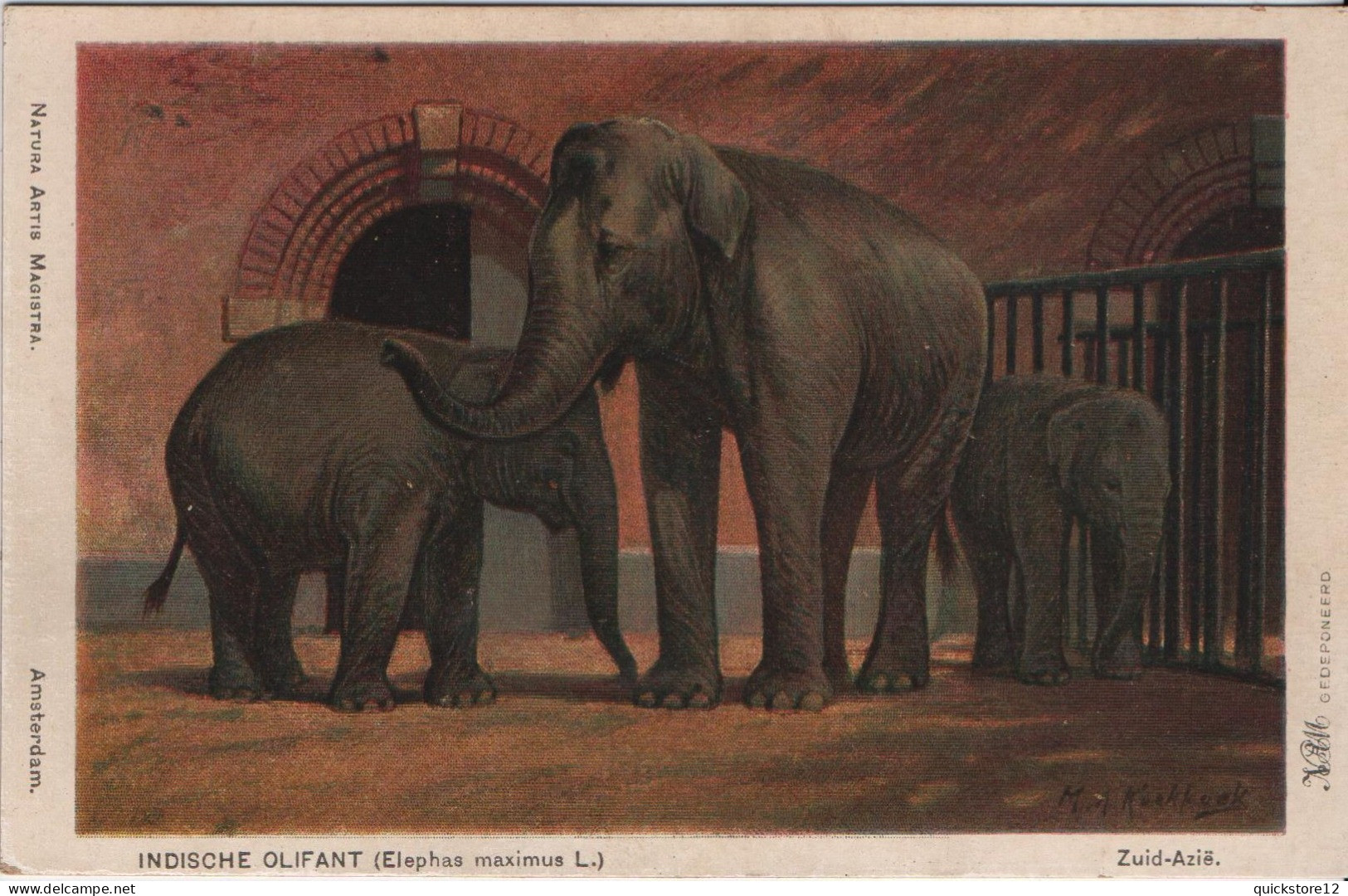 Elefantes  3982 - Zebras