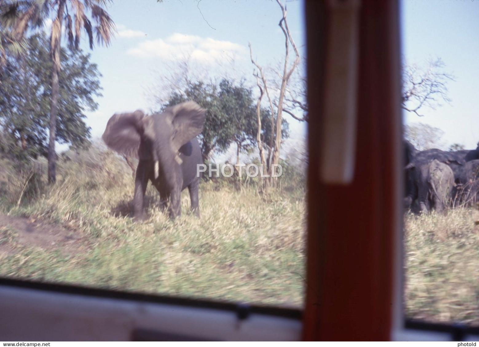 60s ELEPHANT ANGOLA AFRICA AFRIQUE 35mm DIAPOSITIVE SLIDE NO PHOTO FOTO NB2658 - Diapositives