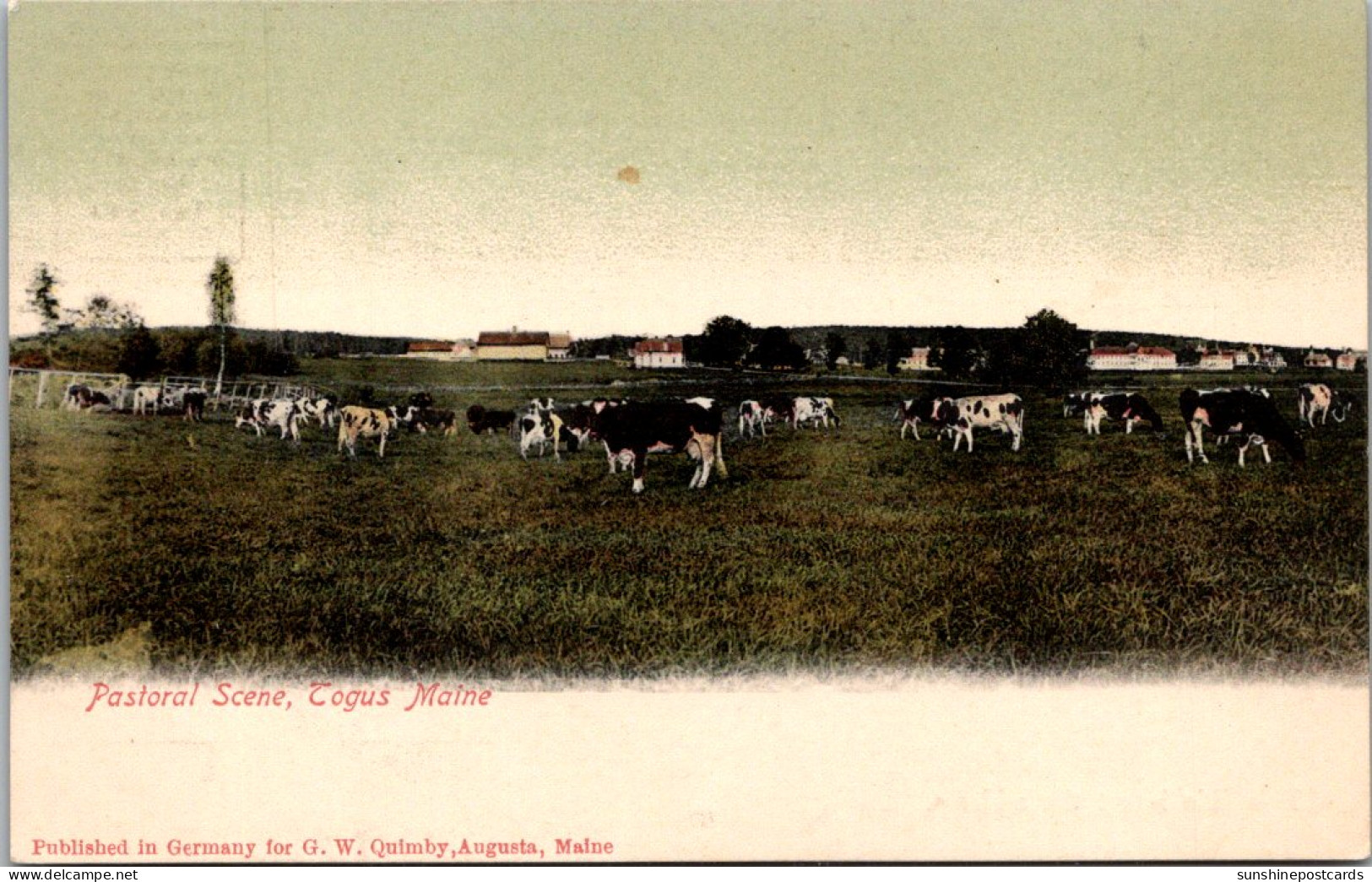 Cows A Pasture Scene Togus Maine - Taureaux