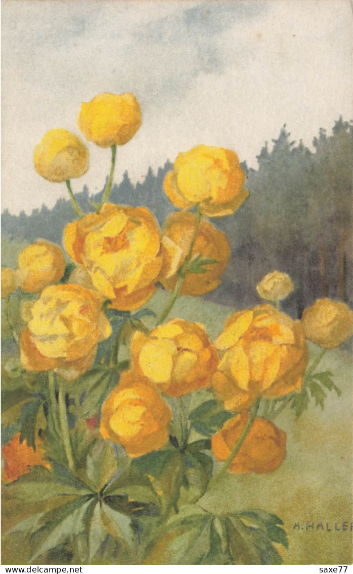 A .HALLER -   Boutons D'Or - Haller, A.