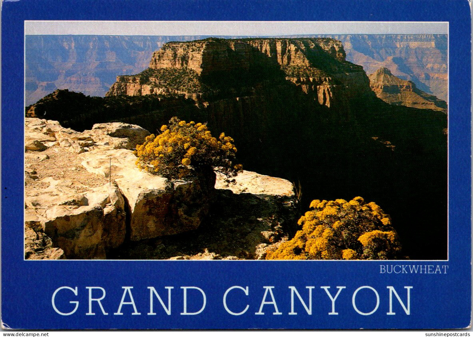 Arizona Grand Canyon National Park Buckwheat Plant In Bloom - Grand Canyon