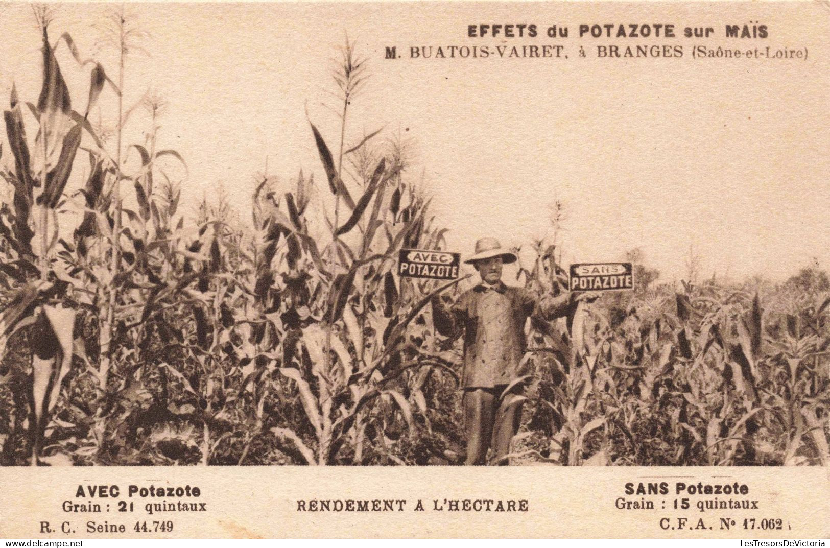 AGRICULTURE - Cultures - Effets De Potazote Su Maïs - Carte Postale Ancienne - Cultures