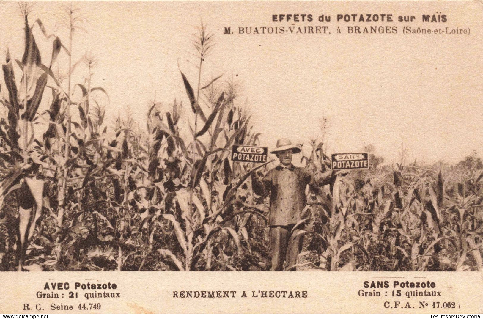 AGRICULTURE - Cultures - Effets De Potazote Su Maïs - Carte Postale Ancienne - Culture