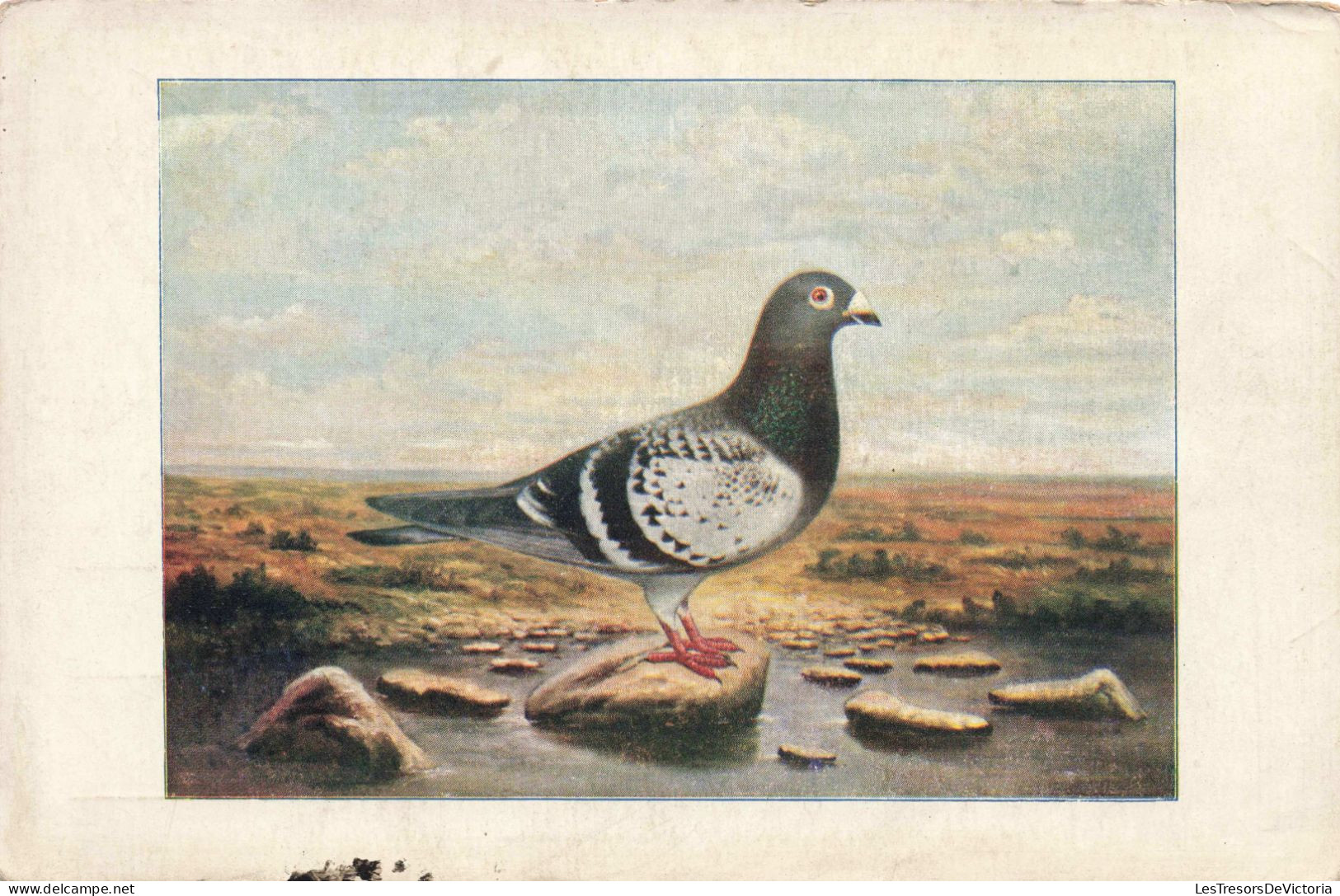 ANIMAUX & FAUNE - Oiseaux - Pigeon - Colorisé -  Carte Postale Ancienne - Oiseaux