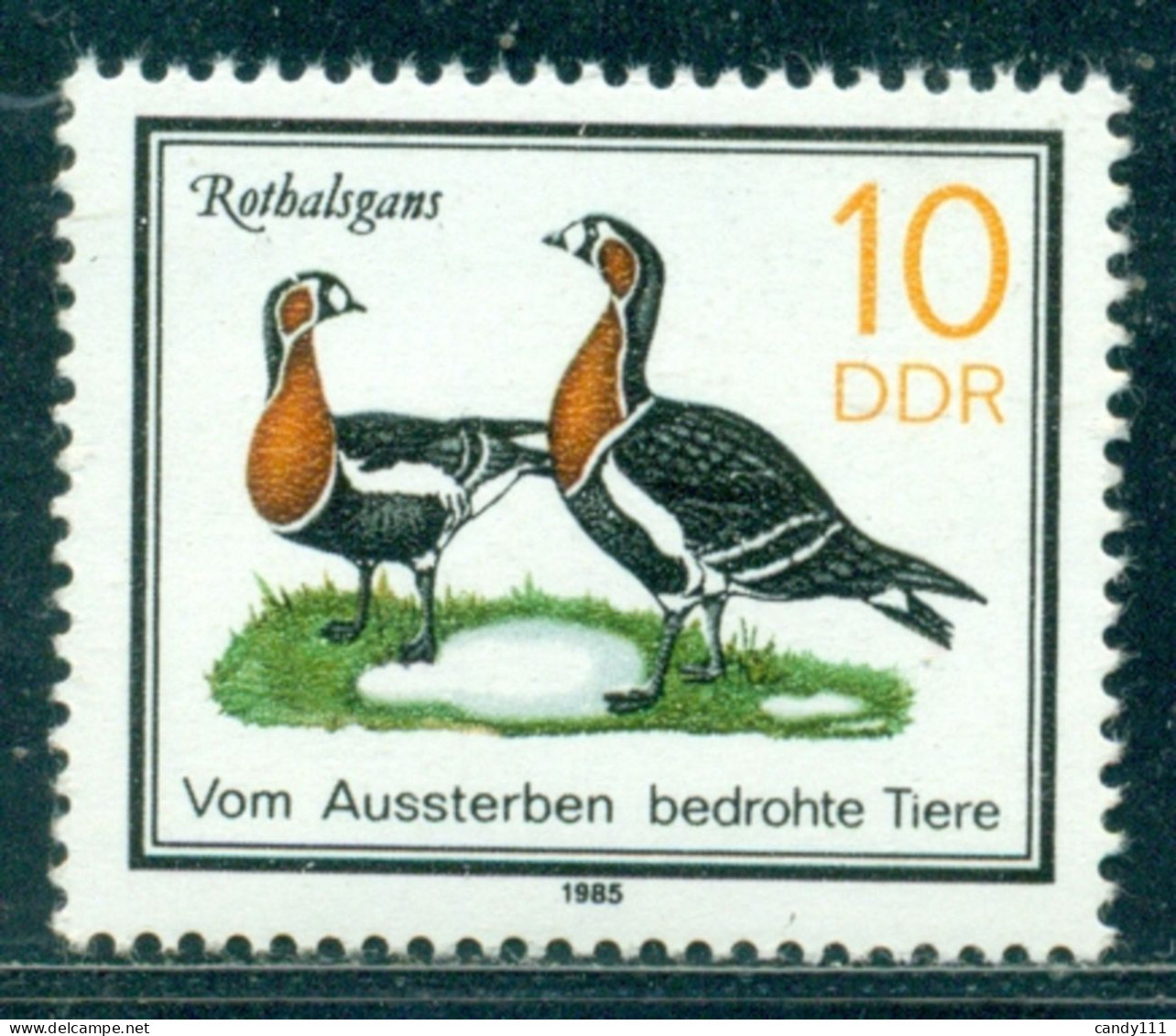 1985 The Red-breasted Goose (Branta Ruficollis),Protected Birds,DDR,2953,MNH - Ganzen