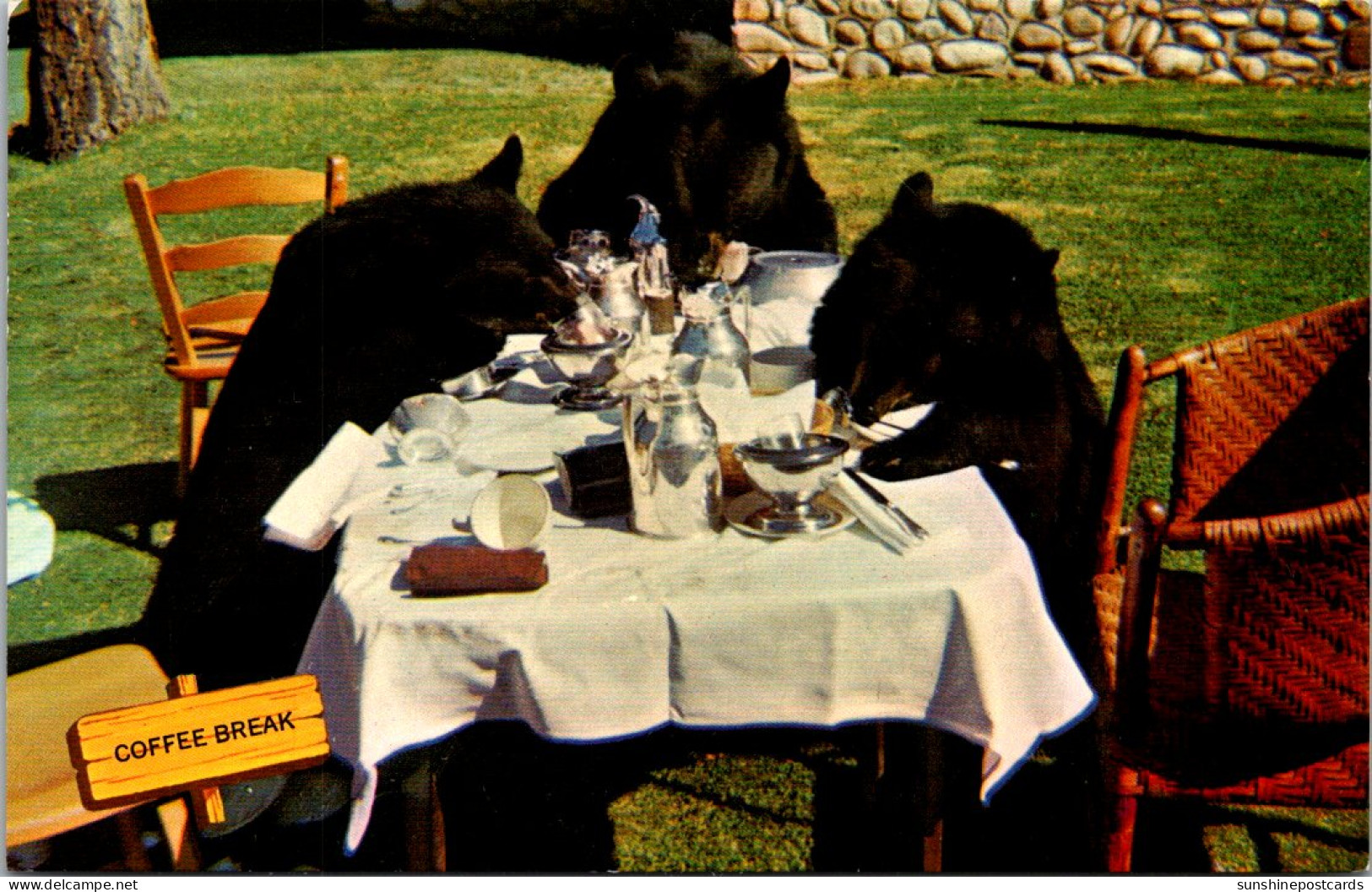 Canada Canadian Rockies Coffee Break Bears Having Afternoon Refreshments  - Autres & Non Classés