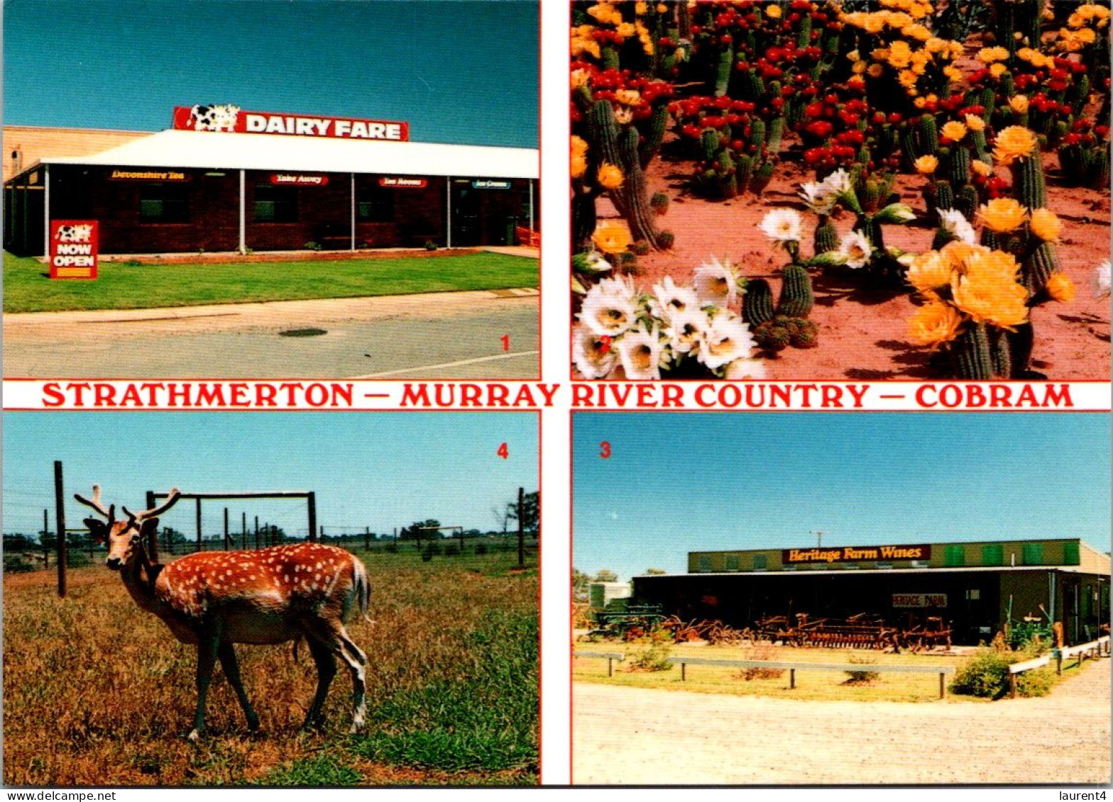 9-9-2023 (4 T 36) Australia - VIC - Cobram (Deer Farm - Flowers - Dairy - Wine Shop) - Autres & Non Classés