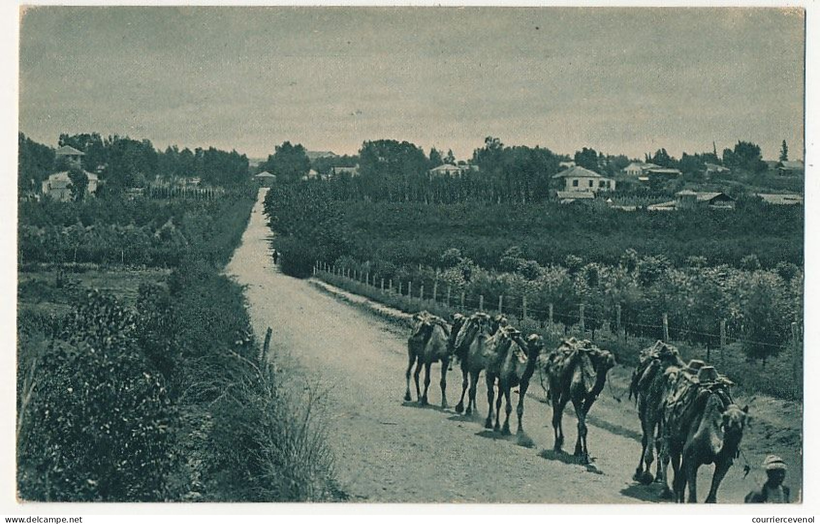 CPA - PALESTINE - Between The Orange Garden - Palestina