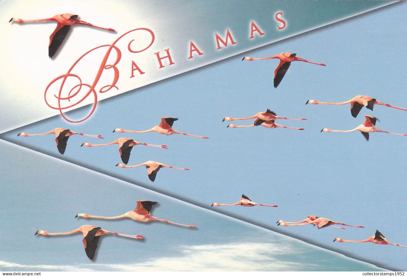 CPA - BIRDS FLYING, FLAMINGOS, NATIONAL BIRD OF THE BAHAMAS - BAHAMAS - Bahamas
