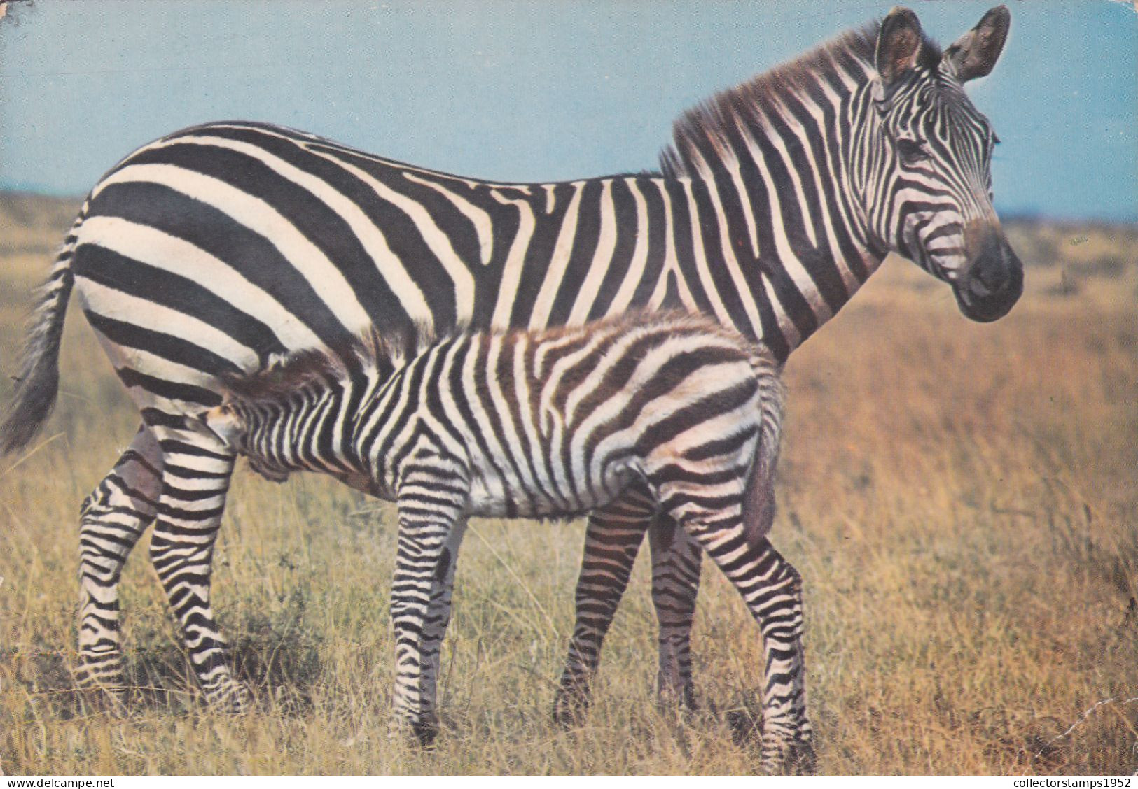 CPA - A ZEBRA AND HER BABY, GENERAL VIEW - Zèbres