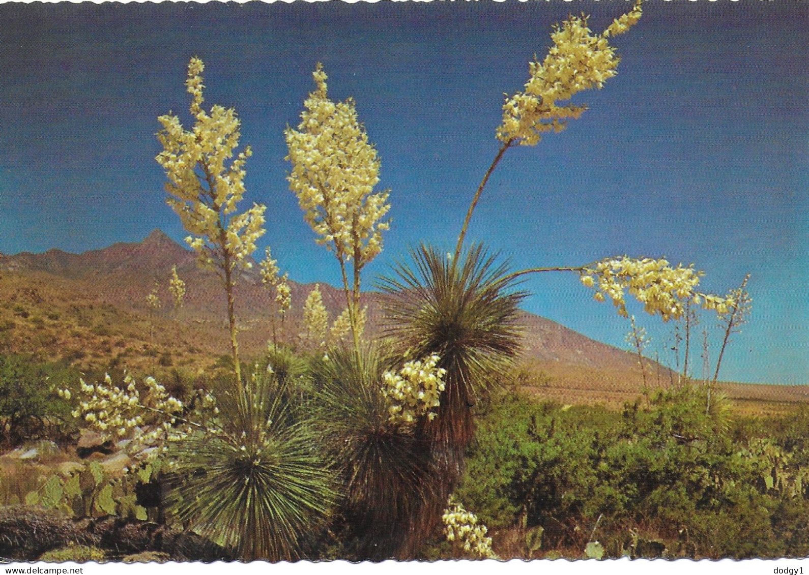 YUCCA ELATA, ARIZONA, UNITED STATES. UNUSED POSTCARD   Zf3 - Cactussen